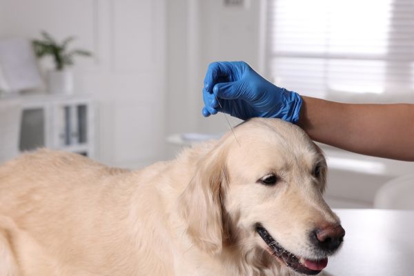 Acupuntura veterinária: benefícios no tratamento de dores crônicas em cães e gatos