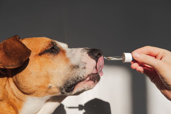 Homeopatia para pets: tratamentos naturais para doenças comuns em animais