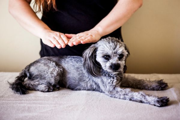 Reiki para animais: como a energia pode melhorar o comportamento e bem-estar dos pets